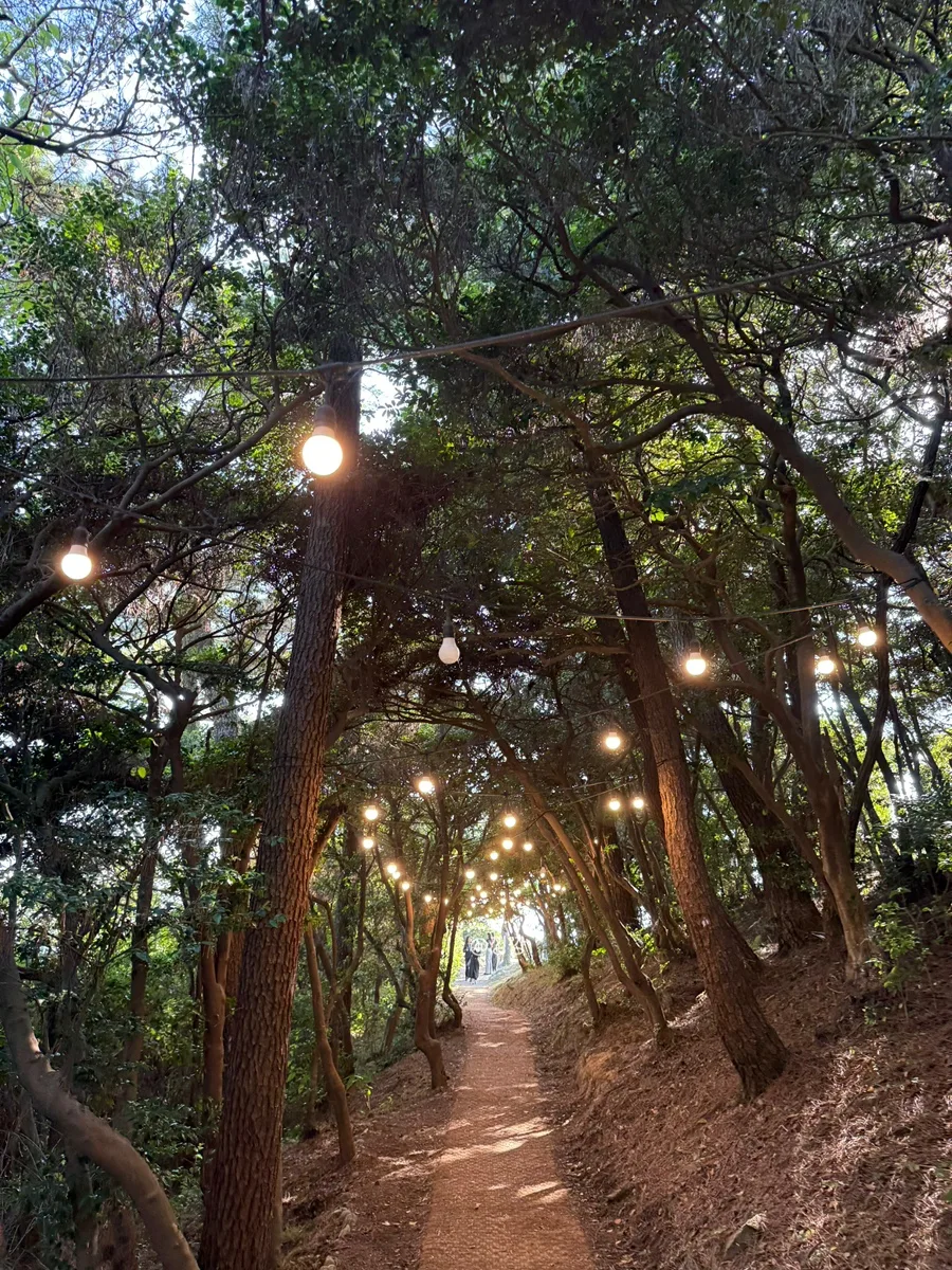 太宗台 — 灯りが連なる木立の小径