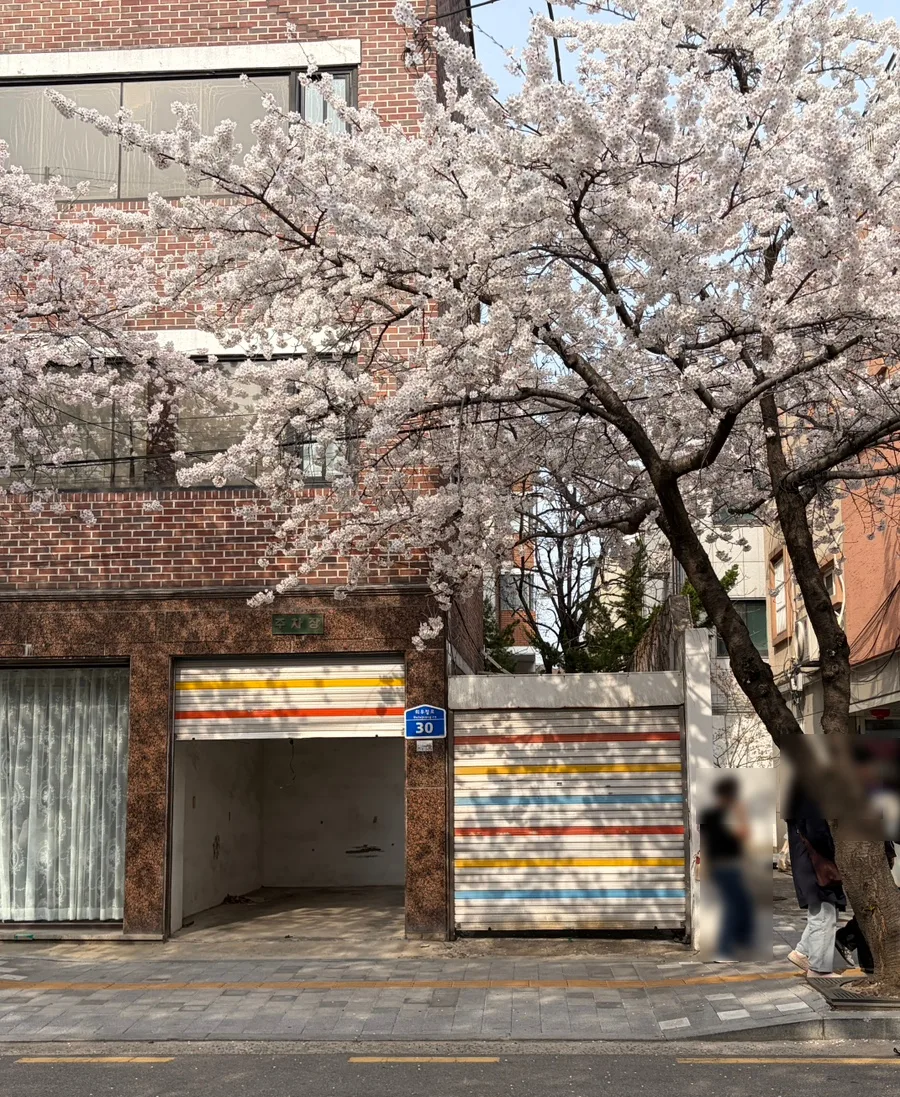 桜に包まれた赤レンガの建物