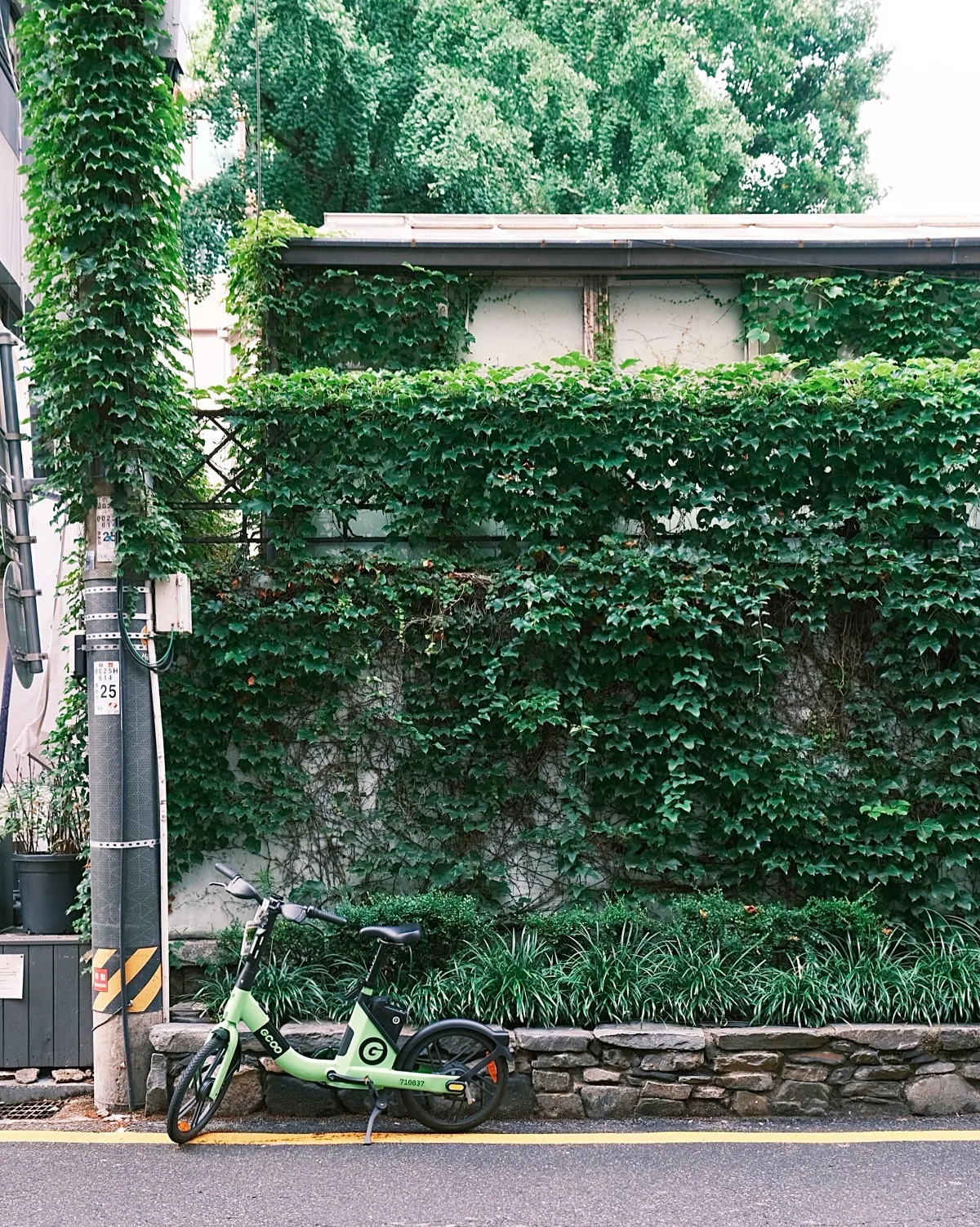 ツタの壁と緑の自転車