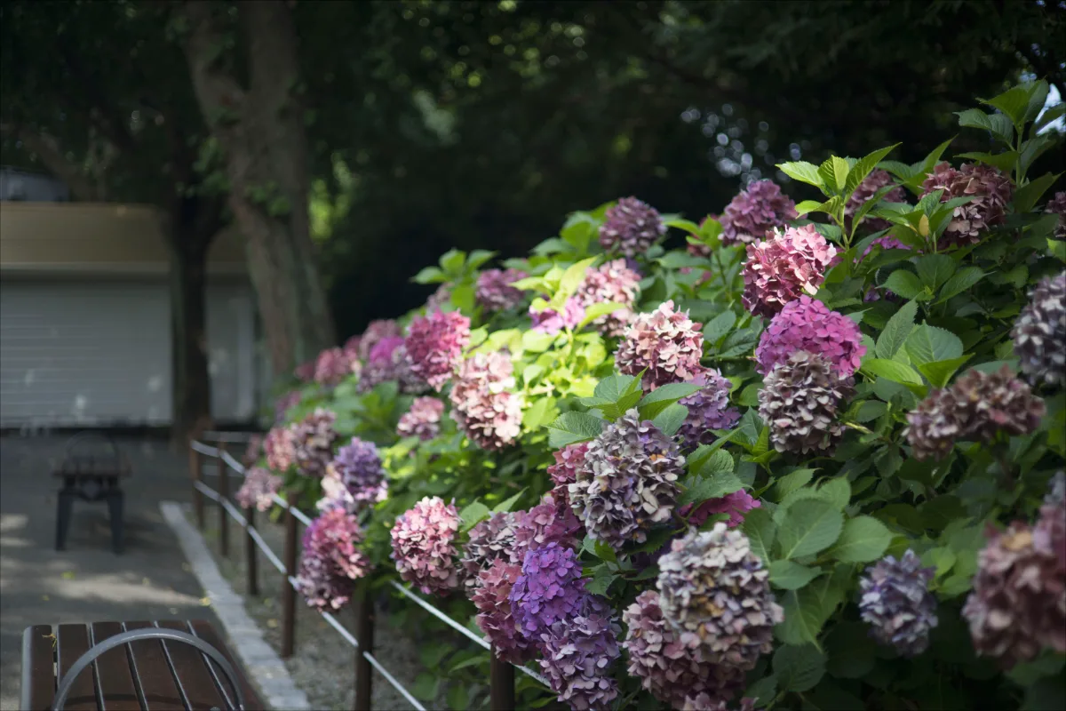 龍頭山公園 — 木漏れ日に咲く紫陽花