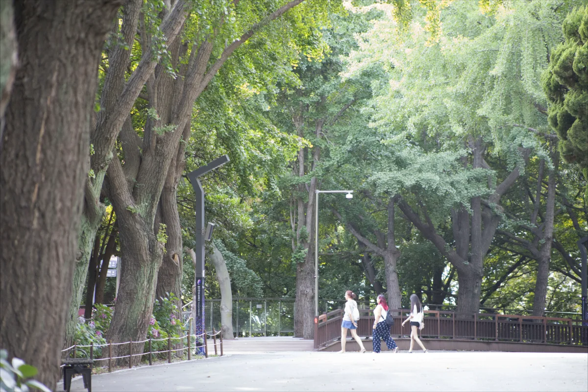 大樹に囲まれた木陰の遊歩道