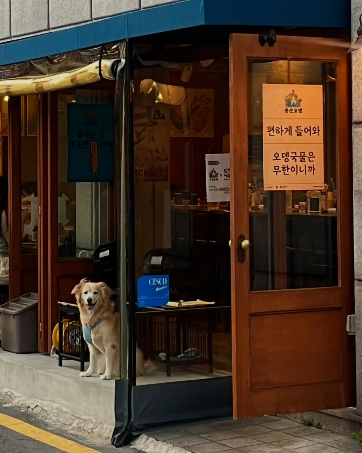 木扉の店先で座る白い犬